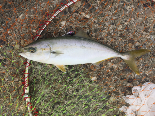 ツバスの釣果