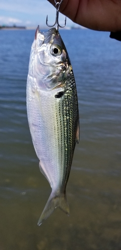 サッパの釣果