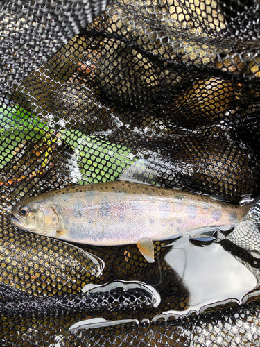 ヤマメの釣果