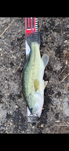 ブラックバスの釣果