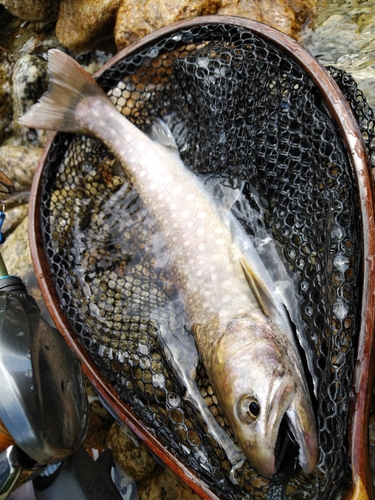 イワナの釣果