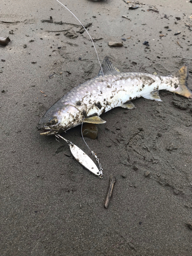 アメマスの釣果