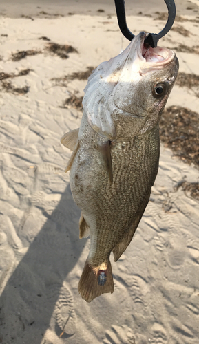 イシモチの釣果