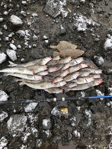 ホッケの釣果