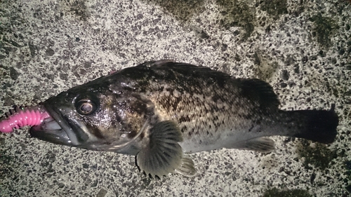 クロソイの釣果