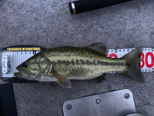 ブラックバスの釣果