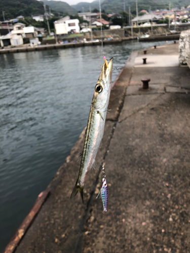 カマスの釣果