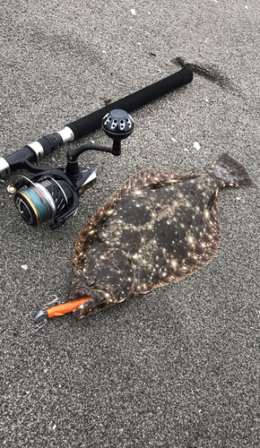 ヒラメの釣果