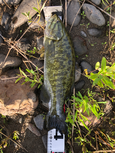 スモールマウスバスの釣果