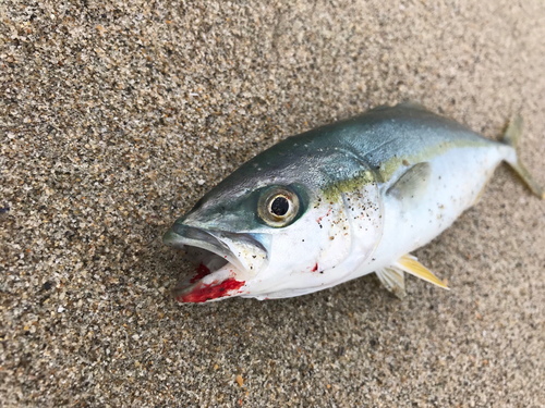 ワカシの釣果