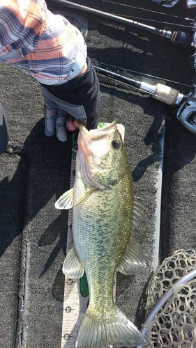 ブラックバスの釣果