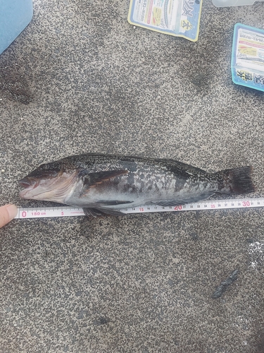 アブラコの釣果