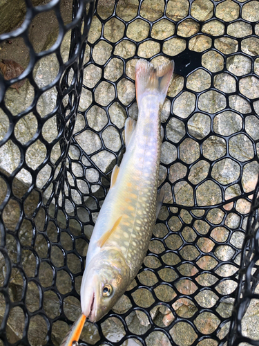 イワナの釣果