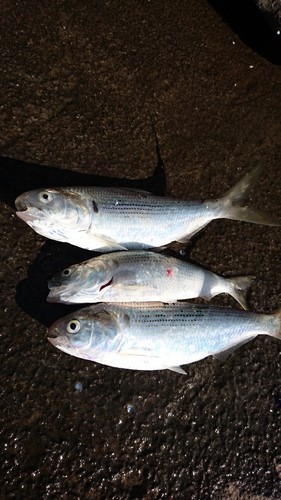 コノシロの釣果