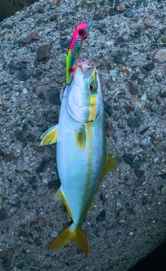 ツバスの釣果