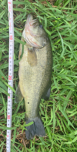 ブラックバスの釣果