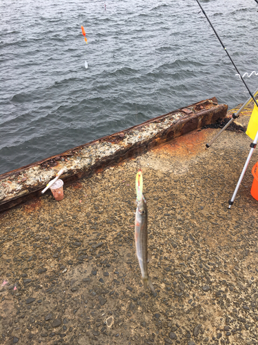 カマスの釣果