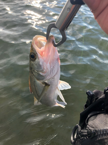 セイゴ（タイリクスズキ）の釣果