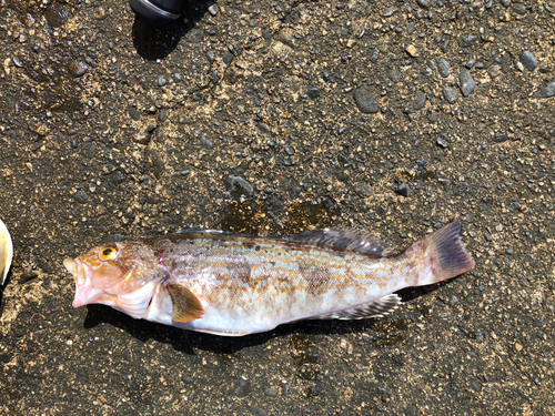 アイナメの釣果