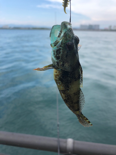 アナハゼの釣果