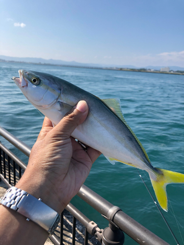 イナダの釣果