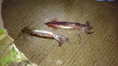 スルメイカの釣果