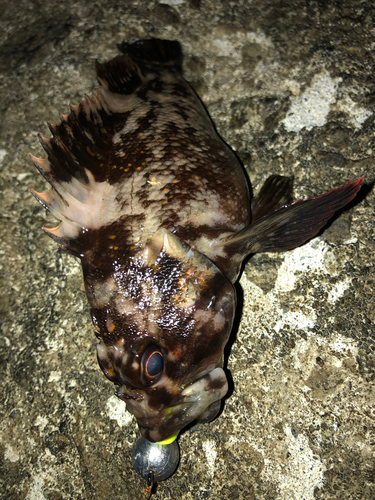 オウゴンムラソイの釣果