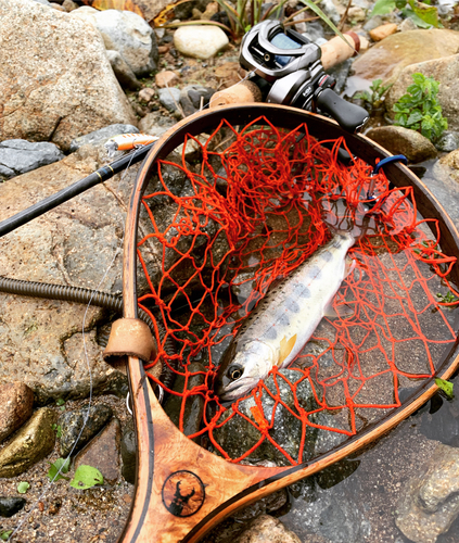 アマゴの釣果