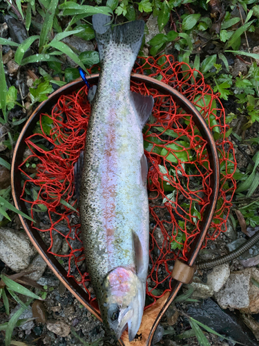 ニジマスの釣果