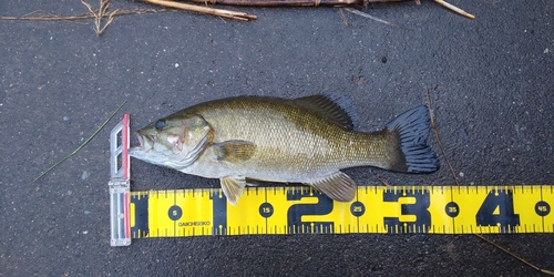 スモールマウスバスの釣果