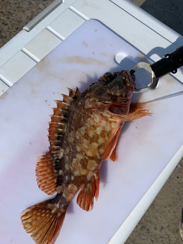 カサゴの釣果