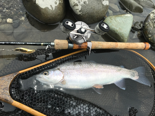 ニジマスの釣果