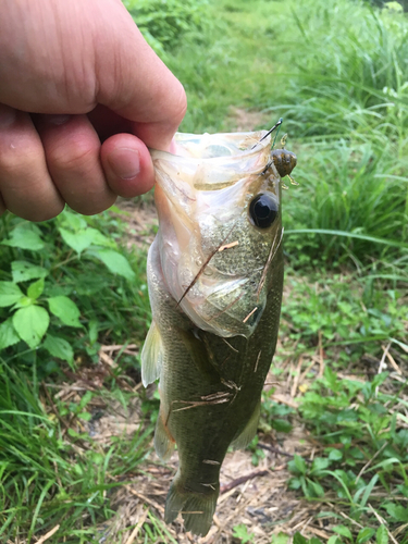 ブラックバスの釣果