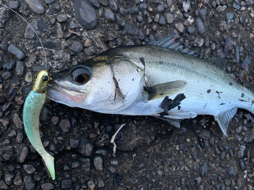 セイゴ（マルスズキ）の釣果