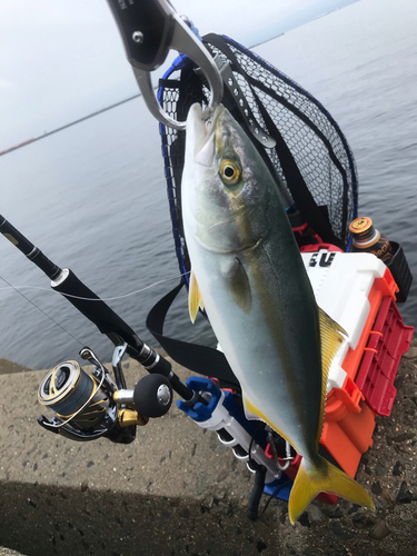 ツバスの釣果