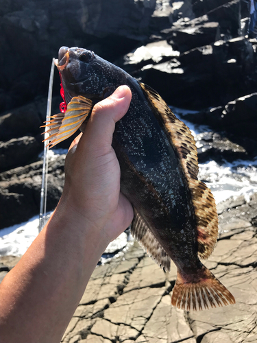 アイナメの釣果