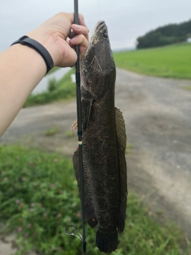 ライギョの釣果