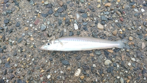 キスの釣果