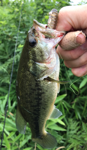 ブラックバスの釣果