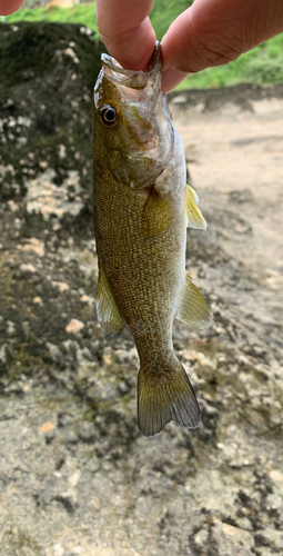 スモールマウスバスの釣果