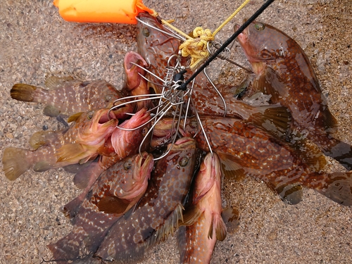 キジハタの釣果