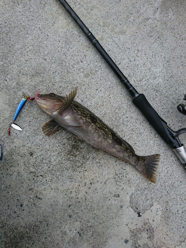 アイナメの釣果