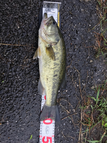 ブラックバスの釣果