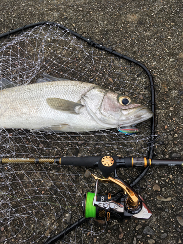 ヒラスズキの釣果