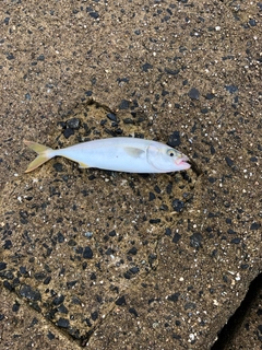 ワカナゴの釣果