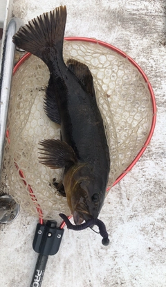 アイナメの釣果