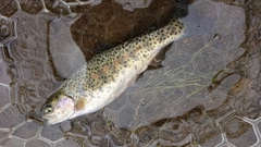 ニジマスの釣果