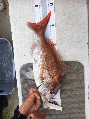 マダイの釣果