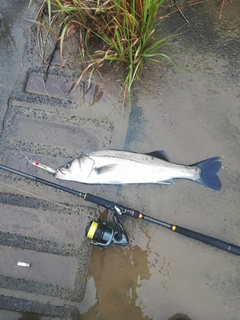 フッコ（マルスズキ）の釣果