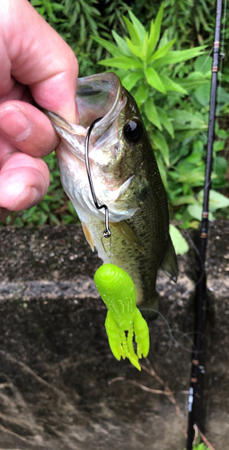 ブラックバスの釣果